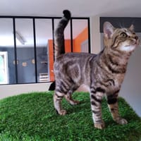 CHARLOTTE, chatte à adopter