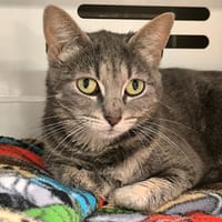 BELLA, chatte à adopter