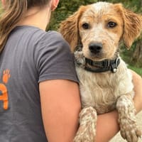 Pongo, chien à adopter