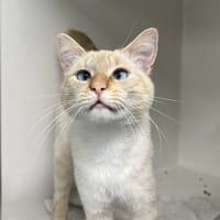PIANO, chat à adopter