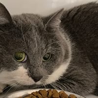 MANGO, chat à adopter