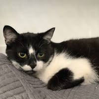 TOPIA, chatte à adopter