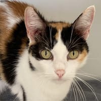 tornade, chatte à adopter