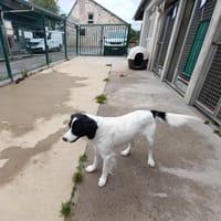 OLI [RESERVE], chien à adopter