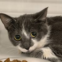 CREVETTE, chatte à adopter