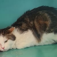 KIWI, chat à adopter