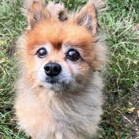 BOB, chien à adopter