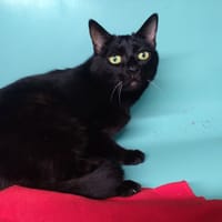 CLARA, chatte à adopter