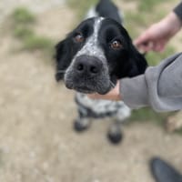 AZELLE, chienne à adopter