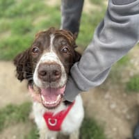Damasio, chien à adopter