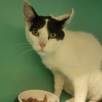 Fantasie, chatte à adopter