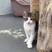 SURFF, chat à adopter