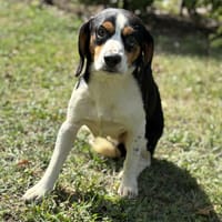 Corby CAA14046, chien à adopter
