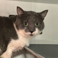MARLO, chat à adopter