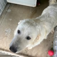 Zozo, chien à adopter