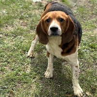 Iggy CAA14069, chien à adopter