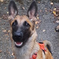 ALPINE, chienne à adopter