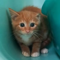 BOLET QCT, chat à adopter
