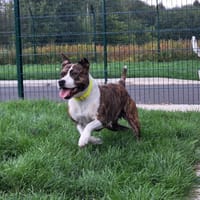 ARTHENA, chienne à adopter
