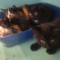Mito, chat à adopter