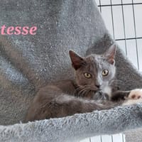 ALTESSE, chatte à adopter