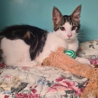 JOSÉ, chat à adopter