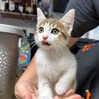 Arold [Chaton], chat à adopter