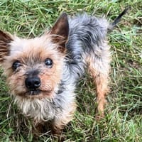 MICKY, chien à adopter