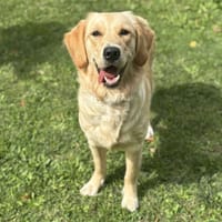 Nala CAA14070, chienne à adopter