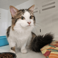 LEOPOLD, chat à adopter