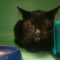 Ptiteboulette, chatte à adopter