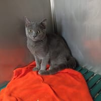 AARON, chat à adopter