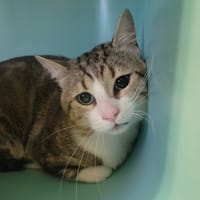 Gros Loulou, chat à adopter