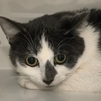 PITO, chatte à adopter