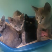 Tourterelle, chatte à adopter