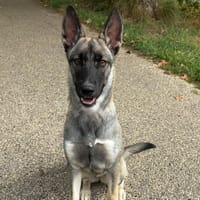 Pepper, chienne à adopter