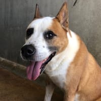 BOBBY, chien à adopter
