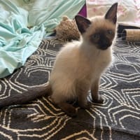 Playboy (réservé), chat à adopter