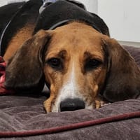 TROMPETTE, chien à adopter
