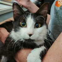 Maxou, chat à adopter