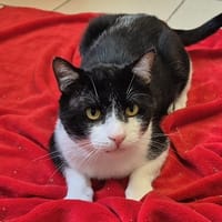 BABOU, chat à adopter
