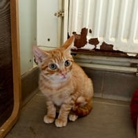 Printemps, chat à adopter