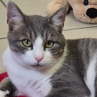 chamallow, chat à adopter