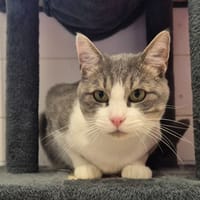 chamallow, chat à adopter