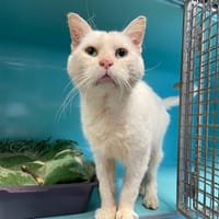 LIPTON, chat à adopter