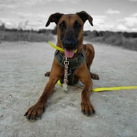 ROUNDUP, chien à adopter