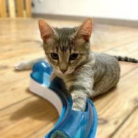 LEOU, chat à adopter