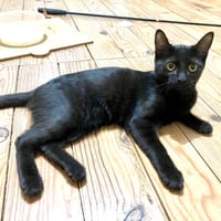 MEOUSSA, chatte à adopter