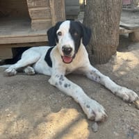 River, chien à adopter