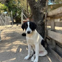 Angi, chienne à adopter